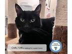 Carlton, Domestic Shorthair For Adoption In Cincinnati, Ohio