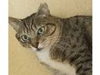 Broccoli - Maui Cat, Domestic Shorthair For Adoption In Milpitas, California