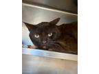 Coco (brownie), Domestic Shorthair For Adoption In Chicago, Illinois