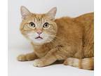 Liam And Garfield, Domestic Shorthair For Adoption In South Salem, New York