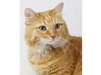Garfield And Liam, Maine Coon For Adoption In South Salem, New York