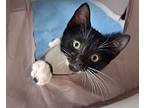 Gwen Is Beyond Adorable!, Domestic Shorthair For Adoption In South Salem