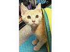 Bagel, Domestic Shorthair For Adoption In Northwood, New Hampshire