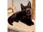 Catsup Is A Crazy Cute!, Bombay For Adoption In South Salem, New York