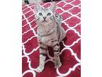 Yema! You Will Love, Bengal For Adoption In South Salem, New York