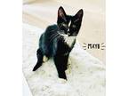 Mayo Maya Is A Baby, Domestic Shorthair For Adoption In South Salem, New York