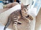 Ralphy Is Our Heartthrob, Bengal For Adoption In South Salem, New York