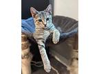 Klara Can't Be Any Kuter, Domestic Shorthair For Adoption In South Salem