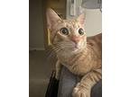 Messi, Domestic Shorthair For Adoption In Sunnyvale, California