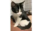 Bug24, Domestic Shorthair For Adoption In Milwaukee, Wisconsin