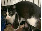 Bean24, Domestic Shorthair For Adoption In Milwaukee, Wisconsin