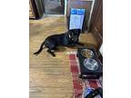 Smokey. Sj, Labrador Retriever For Adoption In Warrior, Alabama