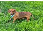 Boo, Dachshund For Adoption In Fort Worth, Texas