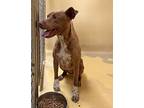 Lani, American Pit Bull Terrier For Adoption In San Gabriel, California