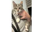 Juice, Domestic Shorthair For Adoption In Twinsburg, Ohio