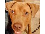 Charlie Kramer, American Staffordshire Terrier For Adoption In Provo, Utah