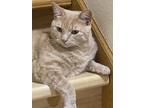 Hector, Domestic Shorthair For Adoption In Duluth, Minnesota