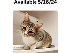 Cat Condo #18, Abyssinian For Adoption In Greenville, Texas