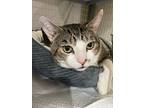 Pikameow, Domestic Shorthair For Adoption In Middle Village, New York