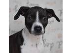 Trix, Rat Terrier For Adoption In Byron, Georgia
