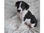 Titan, Rat Terrier For Adoption In Byron, Georgia