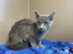 Seahorse, Domestic Shorthair For Adoption In Maumee, Ohio