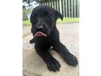 Nocturne, Labrador Retriever For Adoption In North Wilkesboro, North Carolina