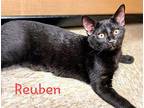 Reuben, Domestic Shorthair For Adoption In Tega Cay, South Carolina