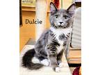 Dulcie, Domestic Mediumhair For Adoption In Tega Cay, South Carolina