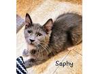 Saphy, Domestic Mediumhair For Adoption In Tega Cay, South Carolina