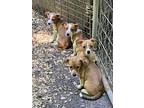 Rat Terrior X Puppies, Rat Terrier For Adoption In Appling, Georgia