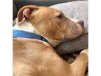 Sadie, American Pit Bull Terrier For Adoption In Washington