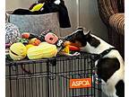 Lola, Rat Terrier For Adoption In Ellicott City, Maryland