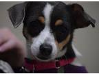 Lila (need Foster To Adopt), Rat Terrier For Adoption In Ellicott City, Maryland