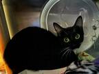 Basil, Domestic Shorthair For Adoption In Seattle, Washington