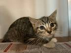 Murray, Domestic Shorthair For Adoption In Danville, Pennsylvania