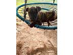 Peter, American Pit Bull Terrier For Adoption In Laingsburg, Michigan