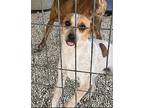 Bucky, Rat Terrier For Adoption In Key Largo, Florida