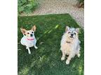 Josie (muffin), Jack Russell Terrier For Adoption In Glendale, Arizona