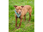 Sweet Tart (east Campus- Waived Fee), American Pit Bull Terrier For Adoption In