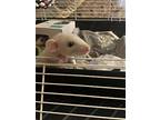 Crouton, Jasper, Ozzy & Rocky, Rat For Adoption In Aurora, Illinois