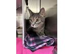 Tiger, Domestic Shorthair For Adoption In Grand Rapids, Michigan