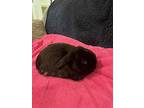 Ellie May, Lop-eared For Adoption In Longwood, Florida