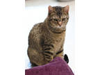 Plover, Domestic Shorthair For Adoption In Hamilton, Montana