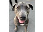 Bob - Adopt Me!, American Staffordshire Terrier For Adoption In Lake Forest