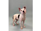 Abby, American Pit Bull Terrier For Adoption In Irving, Texas