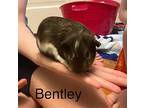 Bentley, Guinea Pig For Adoption In Andover, Connecticut