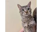 Kitkat, Domestic Shorthair For Adoption In Richmond, Virginia