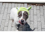 Maia, American Pit Bull Terrier For Adoption In New Orleans, Louisiana