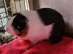 Rocket Pocket, Guinea Pig For Adoption In Fairfield, Pennsylvania